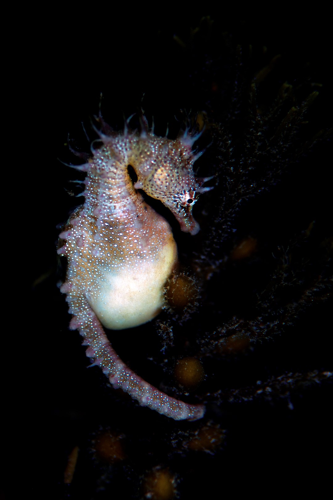 20161028_Edithburgh_0007 (Large)