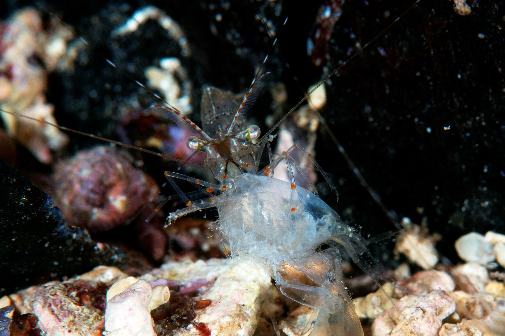 20161211_Port Hughes_0003 (Large)