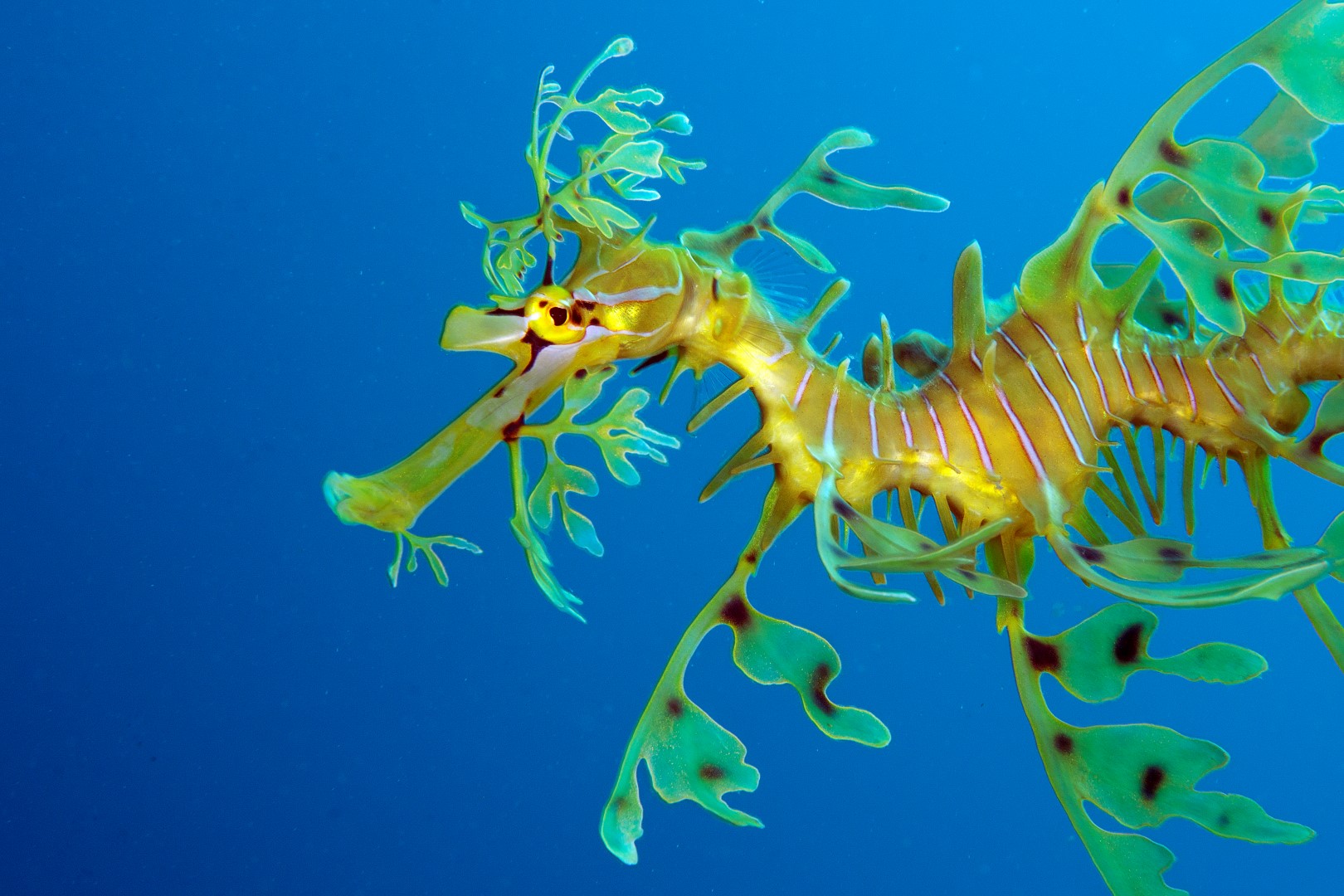 20161218_Rapid Bay_0013 (Large)