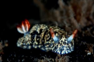 20170225_Edithburgh_0004 (Large)