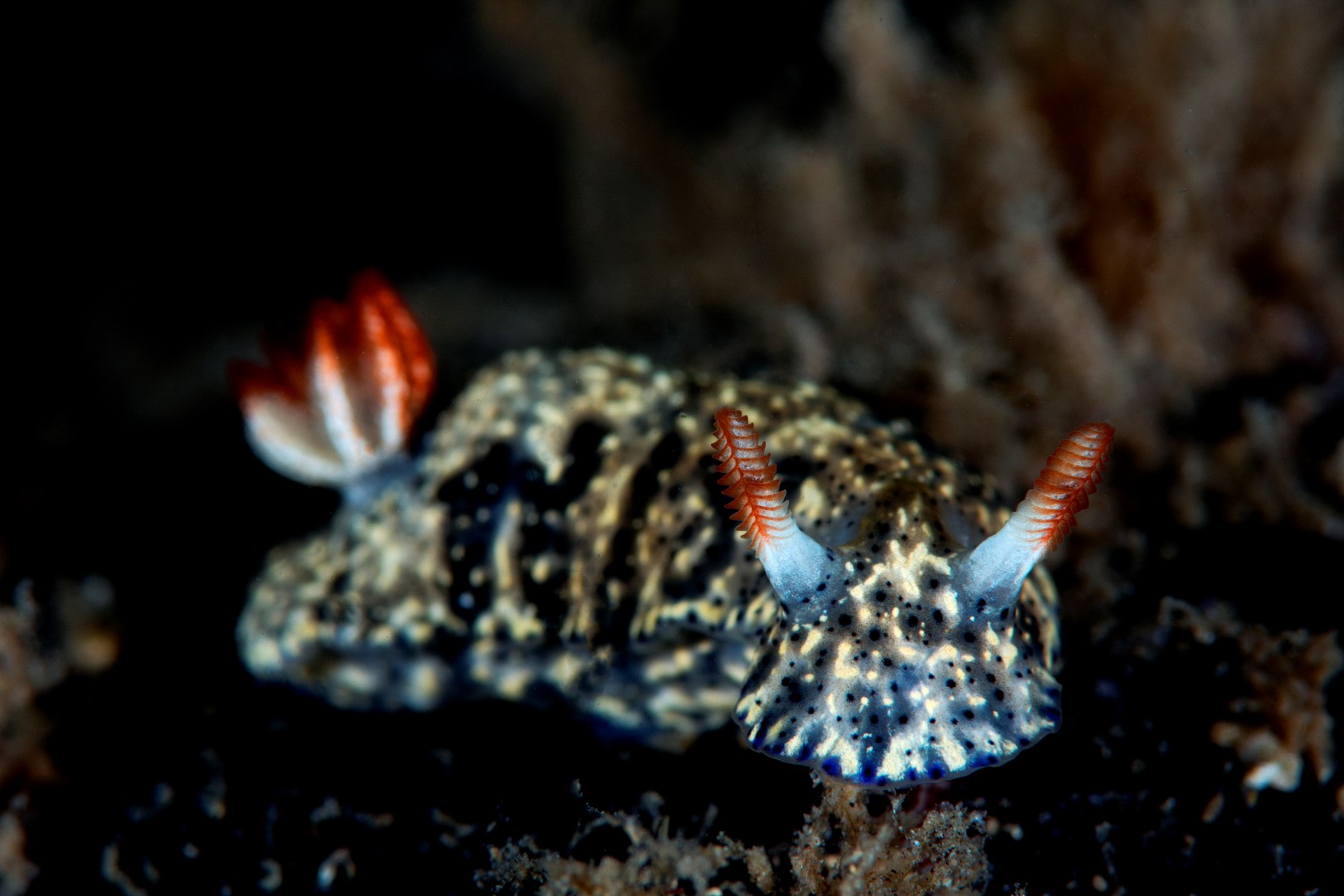 20170225_Edithburgh_0004 (Large)