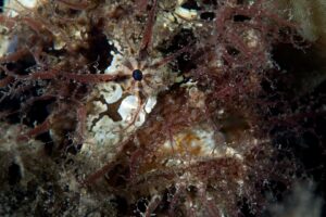 20170226_Edithburgh_0009 (Large)