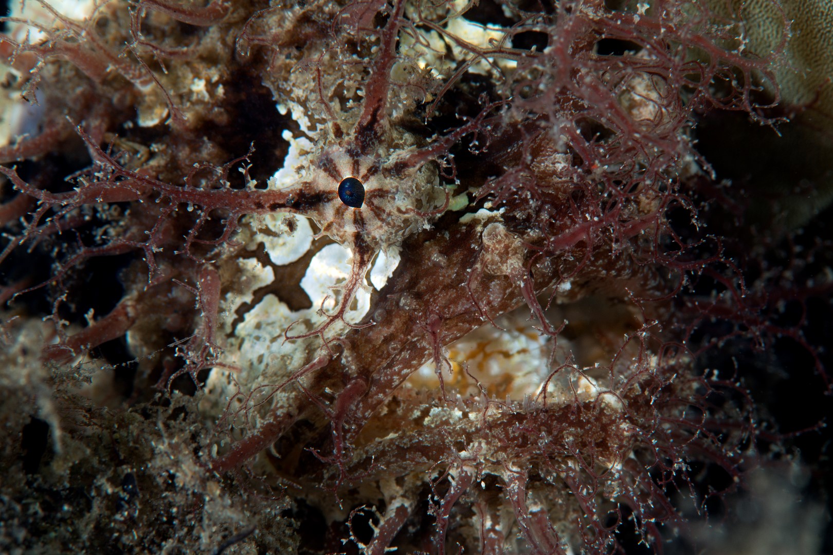 20170226_Edithburgh_0009 (Large)