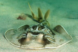 20170303_Blairgowrie Pier_0002 (Large)