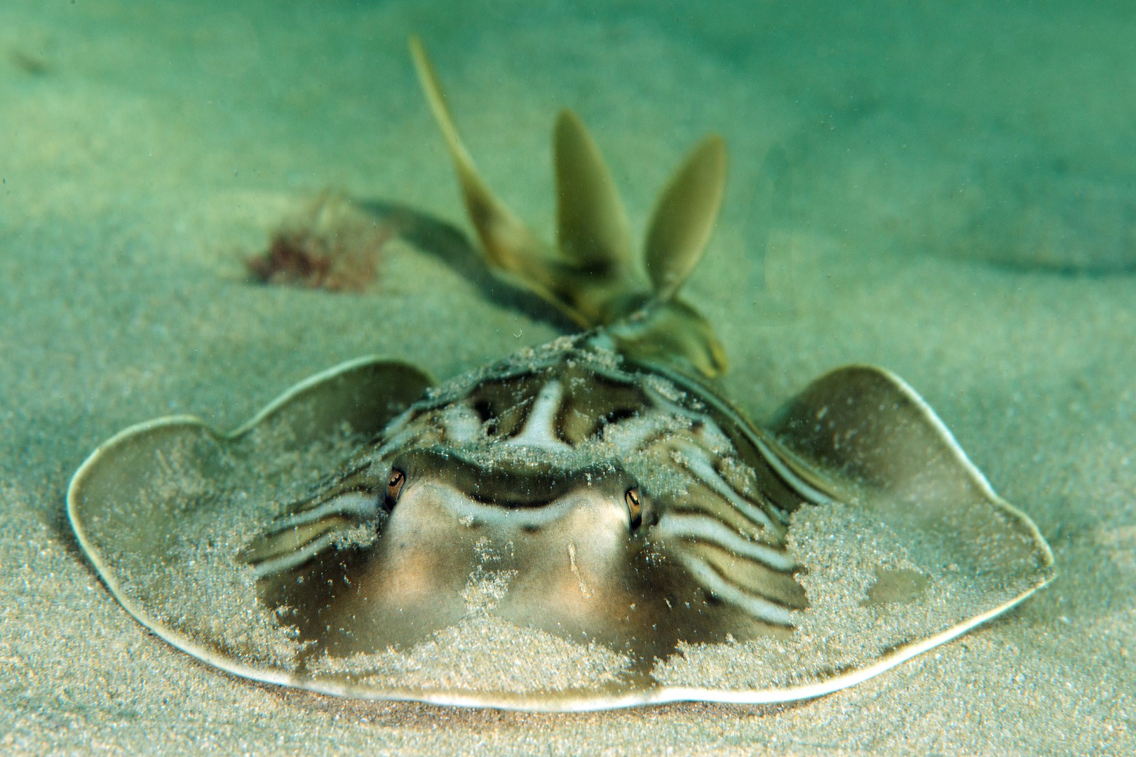 20170303_Blairgowrie Pier_0002 (Large)