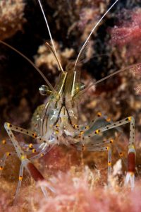 20170303_Blairgowrie Pier_0006 (Large)