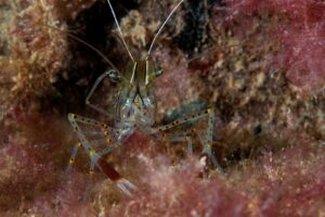 20170303_Blairgowrie Pier_0007 (Large)