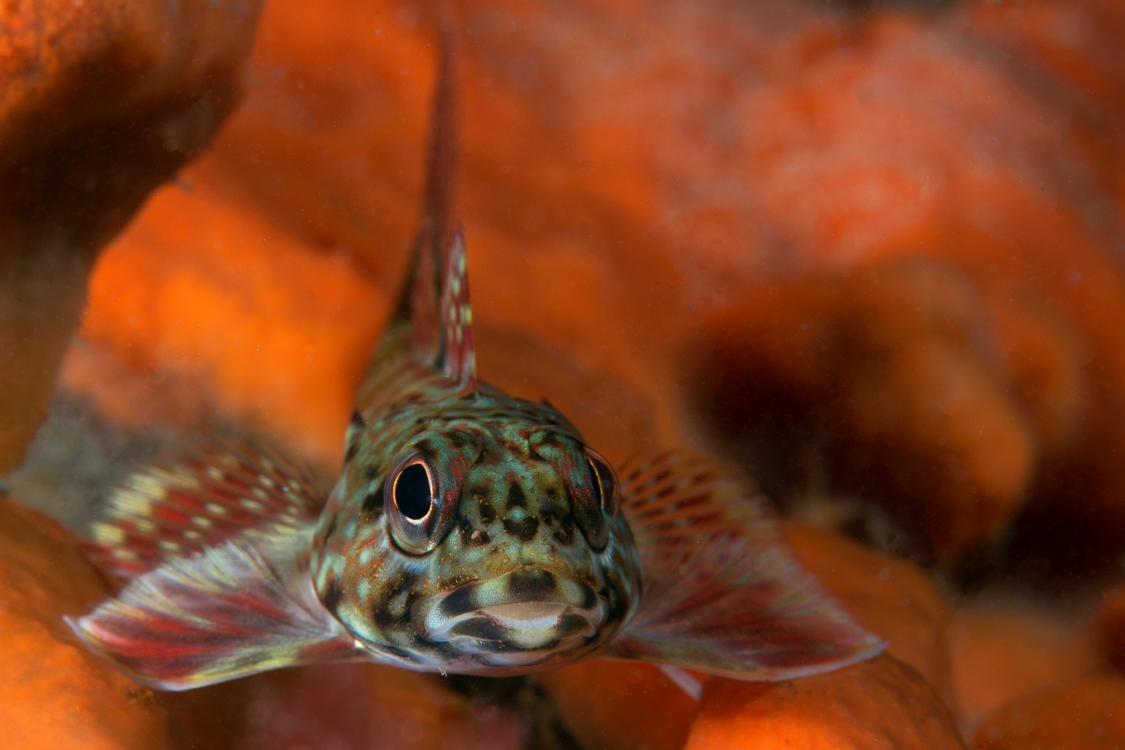 20170303_Blairgowrie Pier_0008 (Large)