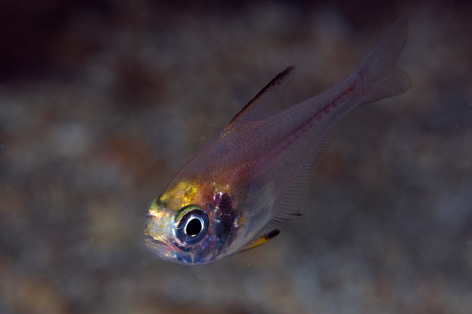 20170303_Blairgowrie Pier_0012 (Large)