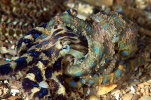 20170303_Blairgowrie Pier_0015 (Large)