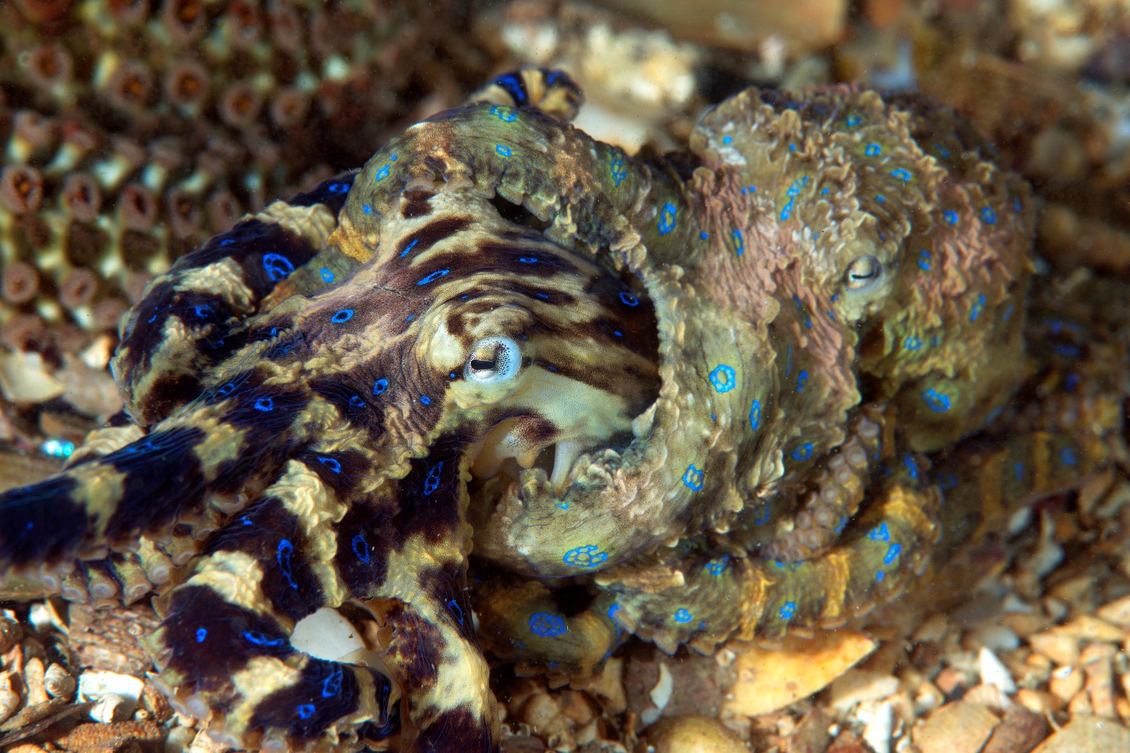 20170303_Blairgowrie Pier_0015 (Large)