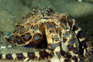 20170303_Blairgowrie Pier_0018 (Large)