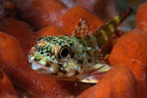20170303_Blairgowrie Pier_0030 (Large)