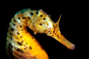 20170304_Rye Pier_0015 (Large)