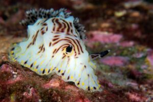 20170327_Anemone Bay_0005 (Large)