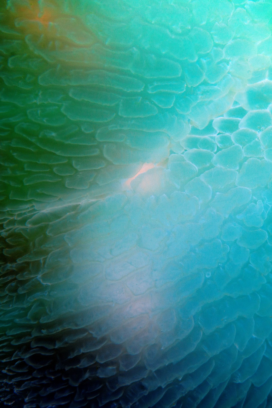 20170327_Anemone Bay_0011 (Large)