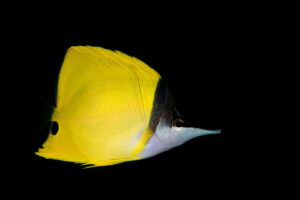 20170327_Anemone Bay_0014 (Large)