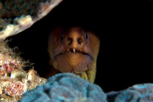 20170328_Manta_0004 (Large)