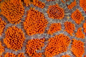 20170328_Manta_0005 (Large)