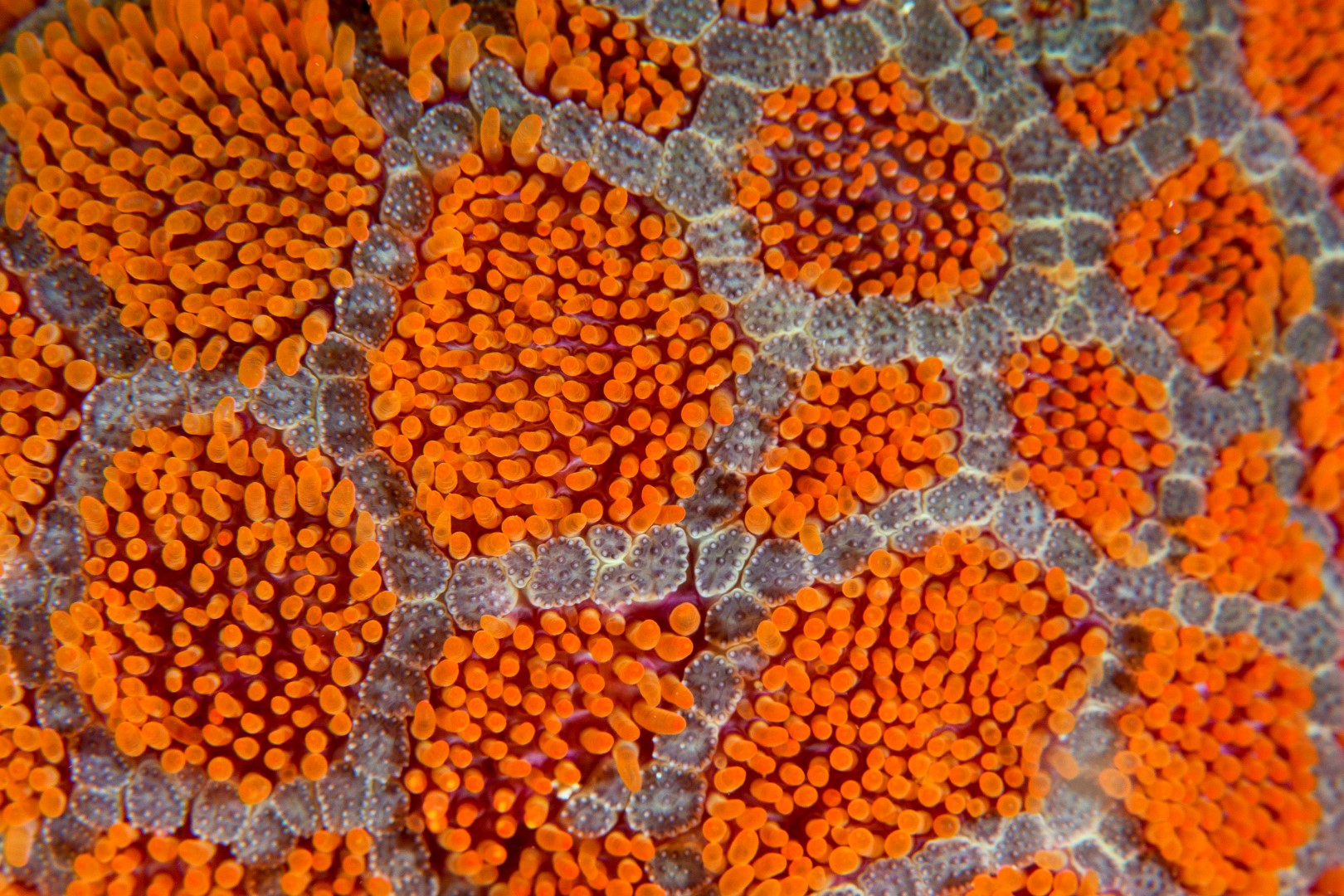 20170328_Manta_0005 (Large)