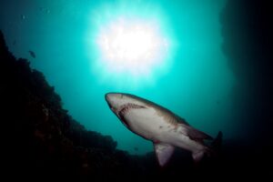 20170329_E Gutters_0004 (Large)