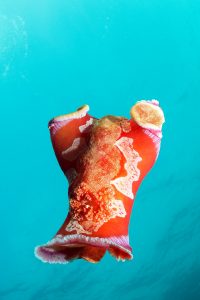 20170329_Manta_0022 (Large)