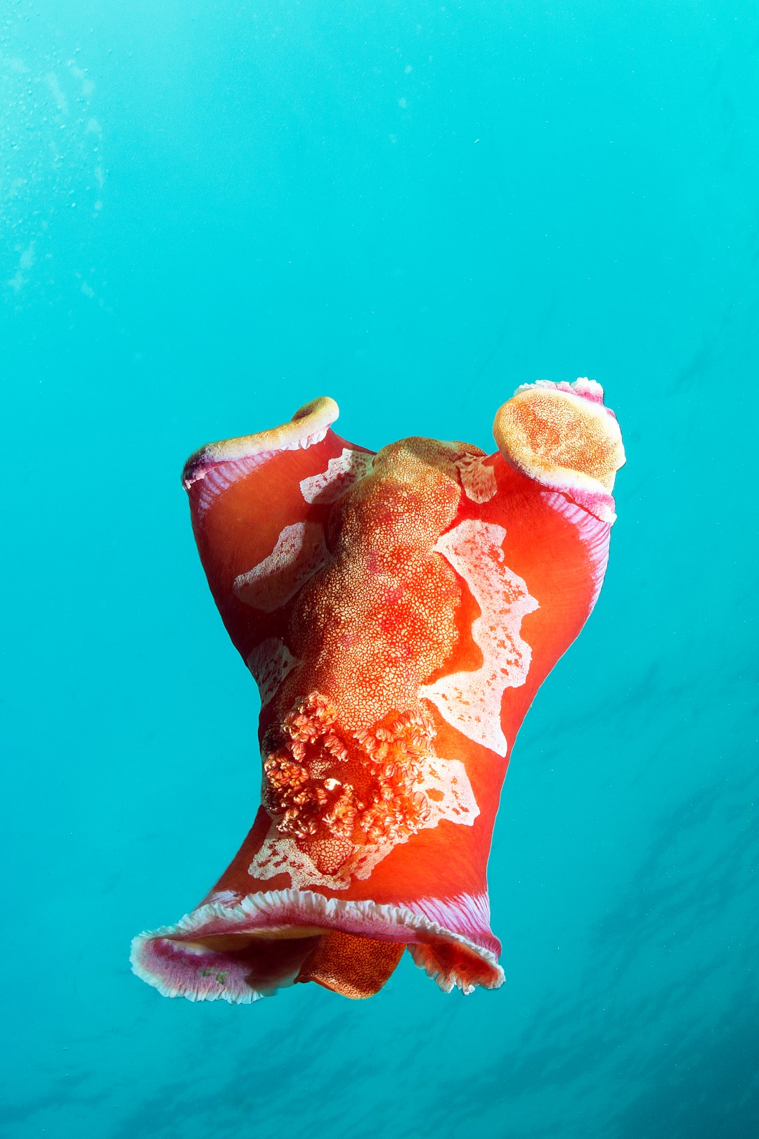 20170329_Manta_0022 (Large)