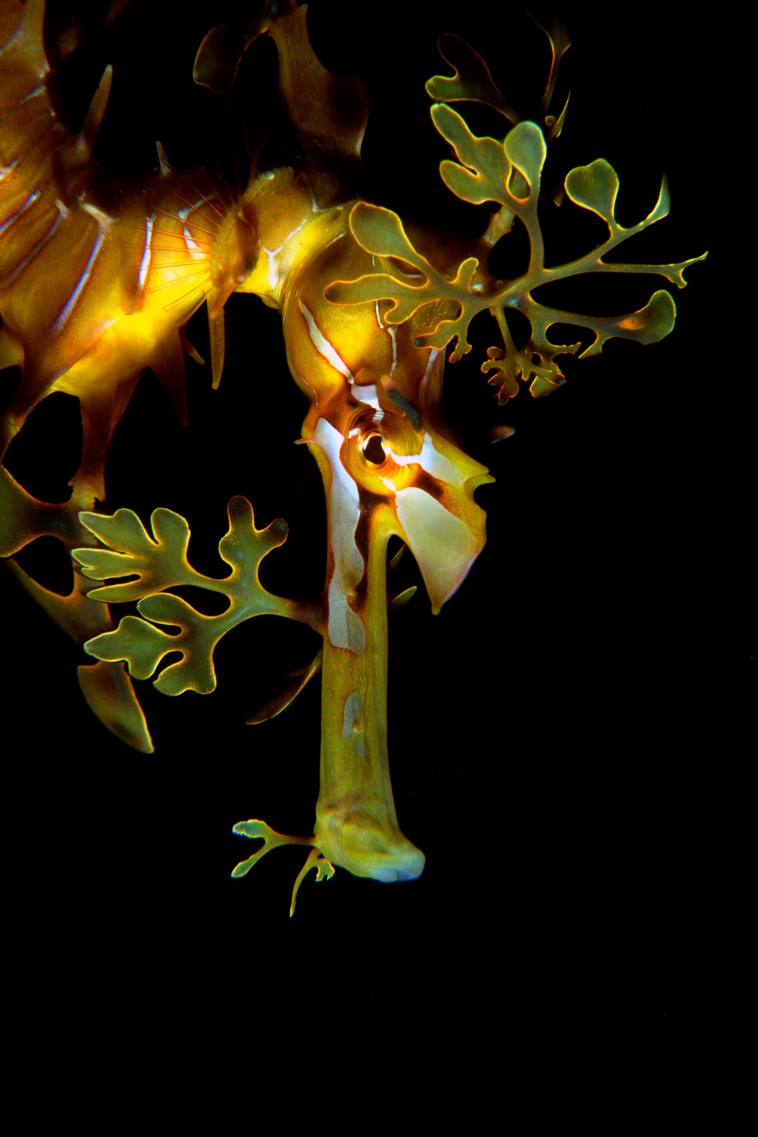 20170506_Wool Bay_0001 (Large)