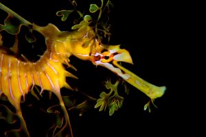 20170506_Wool Bay_0002 (Large)