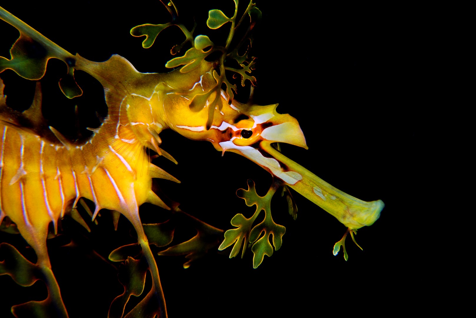 20170506_Wool Bay_0002 (Large)