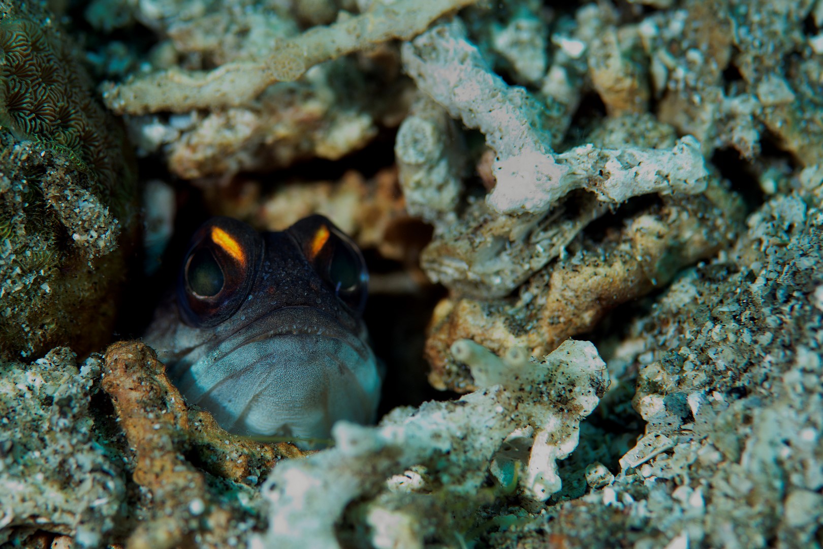 20170604_Dauin North_0001 (Large)