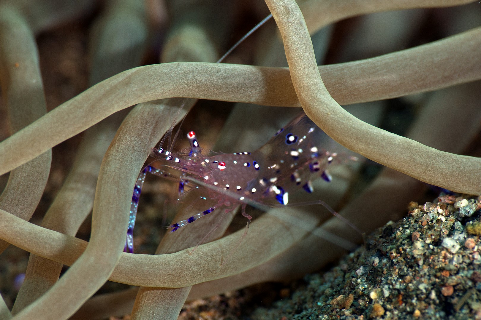 20170604_Dauin North_0003 (Large)