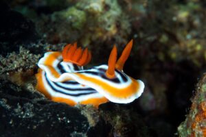 20170604_Dauin North_0022 (Large)