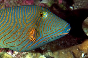 20170604_Dauin North_0024 (Large)