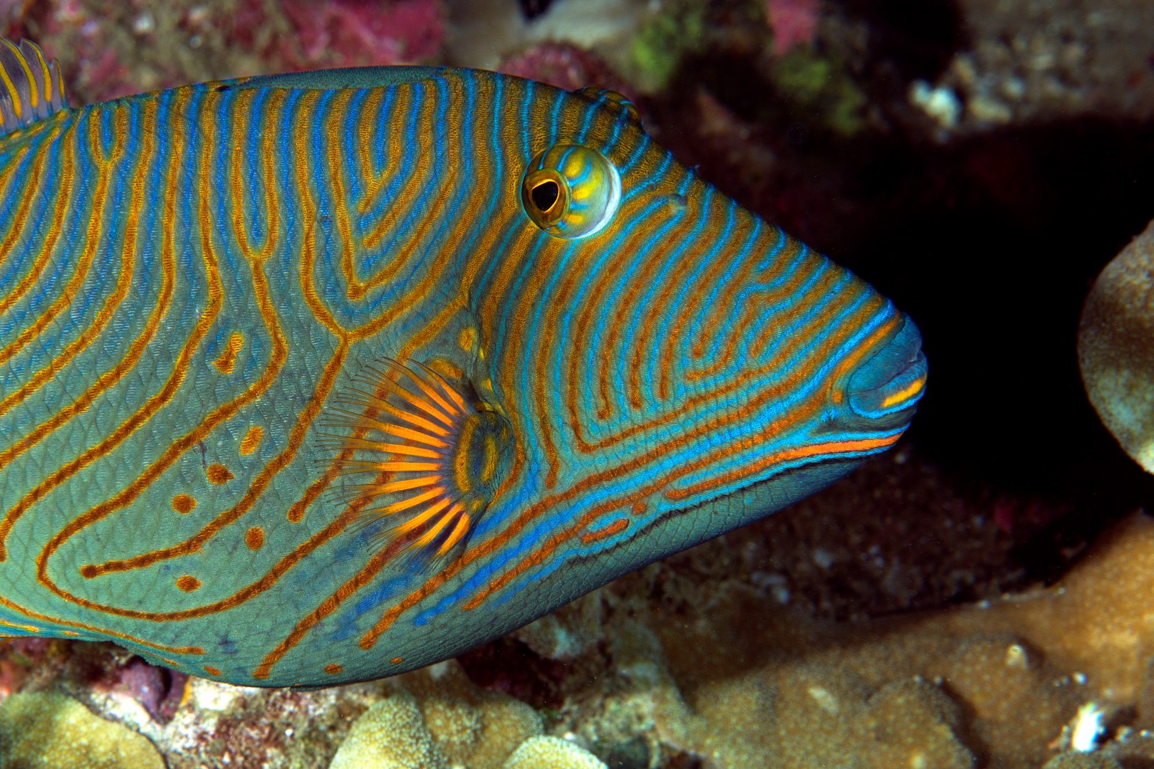 20170604_Dauin North_0024 (Large)