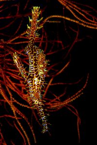 20170604_Masaplod_0005 (Large)