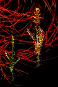 20170604_Masaplod_0007 (Large)