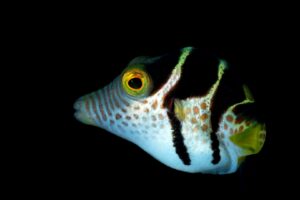 20170604_Masaplod_0028 (Large)