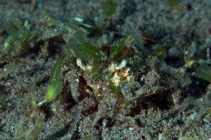 20170604_Masaplod_0034 (Large)