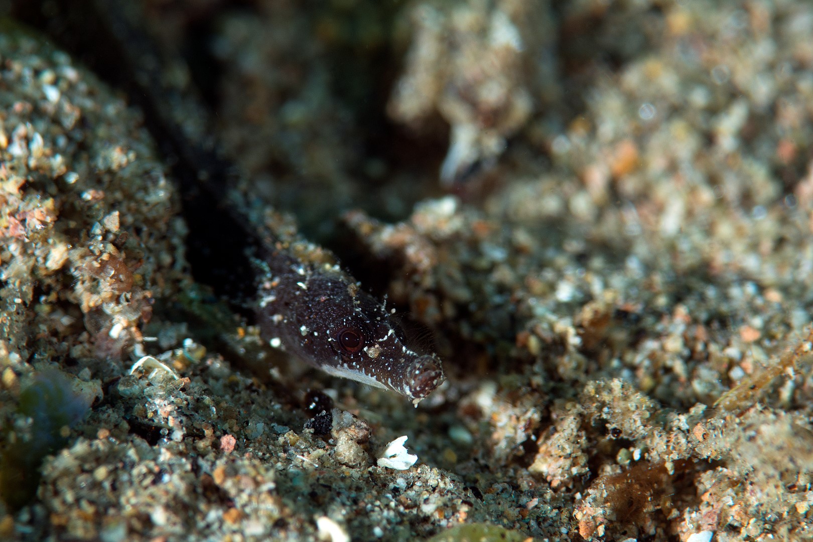 20170604_Masaplod_0036 (Large)