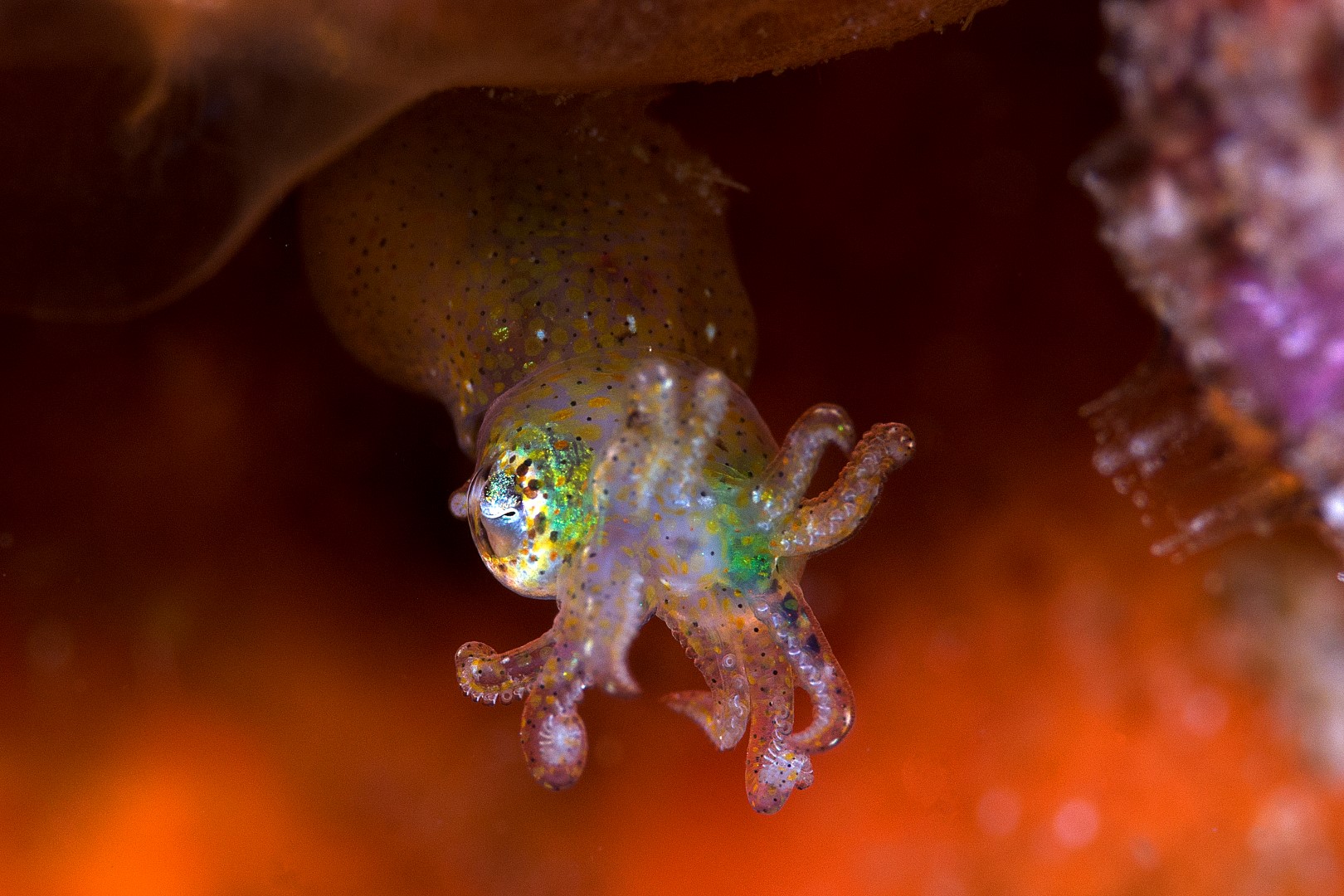 20170604_Pura Vida Dauin_0008 (Large)