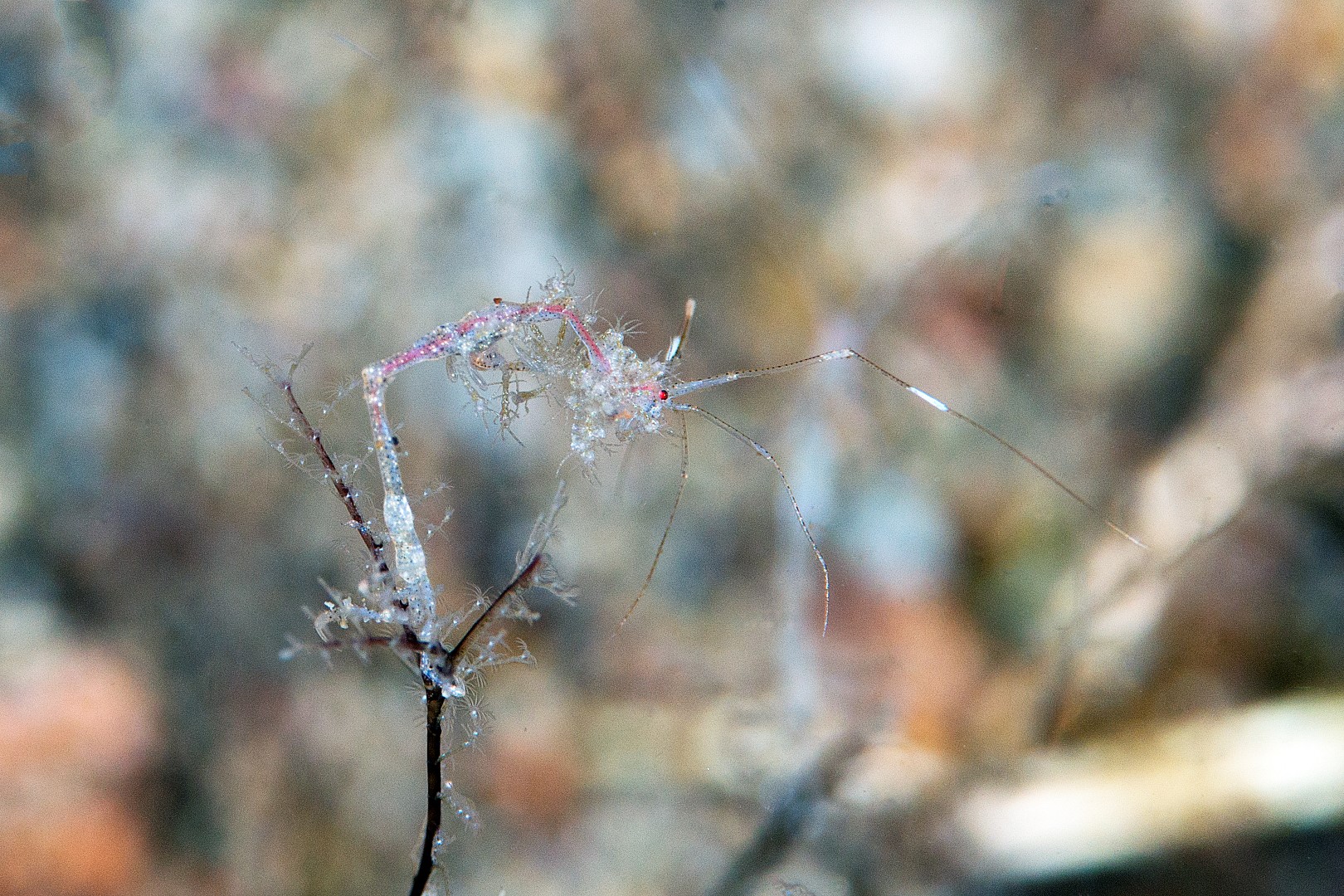 20170604_Pura Vida Dauin_0013 (Large)