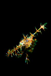 20170604_San Miguel_0019 (Large)