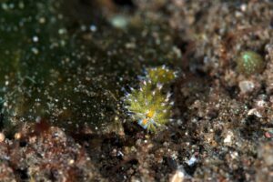 20170604_San Miguel_0029 (Large)