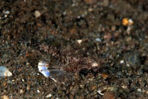 20170604_San Miguel_0042 (Large)