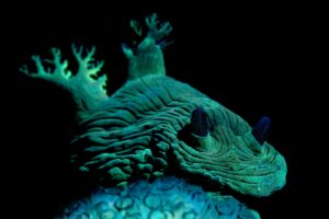 20170605_Ginama Point_0016 (Large)