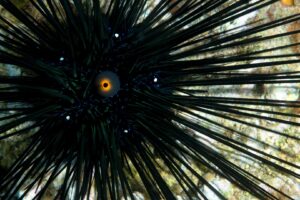 20170605_Ginama Point_0051 (Large)