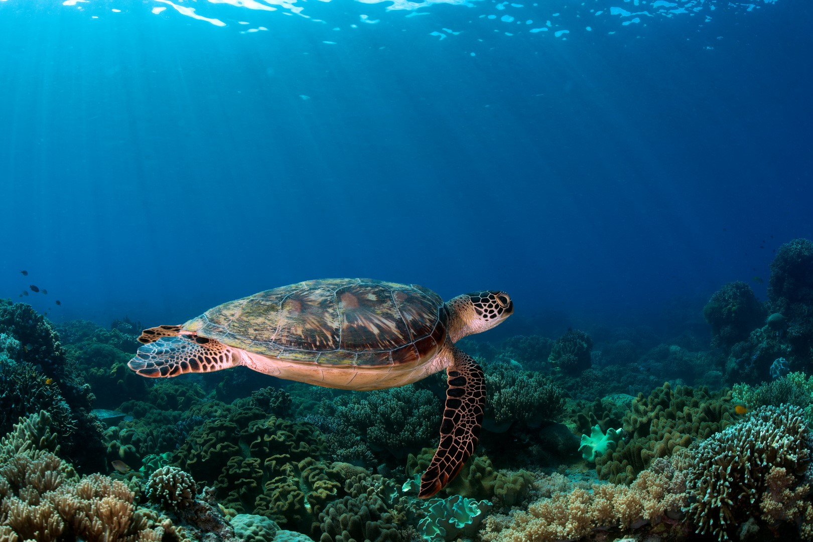 20170605_Rock Pile West_0001 (Large)