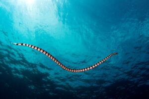 20170605_Rock Pile West_0027 (Large)