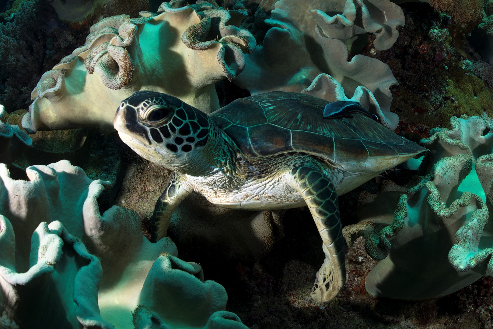 20170605_Rock Pile West_0038 (Large)